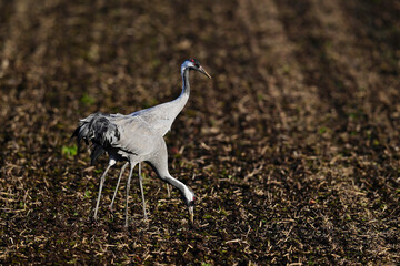 Kraniche (Grus grus) rasten auf einem Stoppelacker, Diepholzer Moorniederung, Deutschland © bennytrapp
