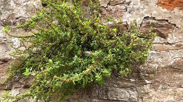 Plant Growth on Stone Wall