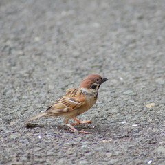 sparrows or brown birds on the highway