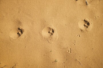 A sandy beach with footprints in the sand.