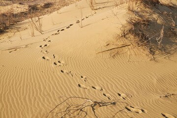 A sandy beach with footprints in the sand.