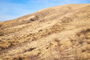 A dry barren desert landscape with rare plants scattered everywhere. The sky is clear and the sun is shining brightly