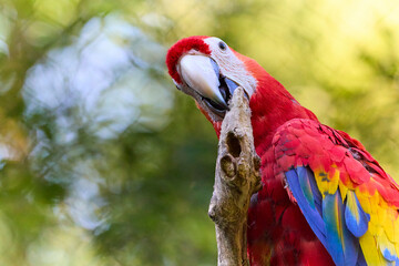Close-up portrait parrot ara ararauna © denisapro