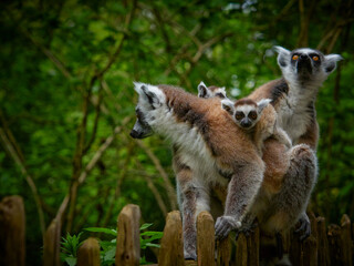 Family of ring tailed lemurs (catta lemurs) with two babies