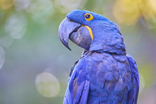 Detail parrot ara hyacint (Anodorhynchus hyacinthinus)