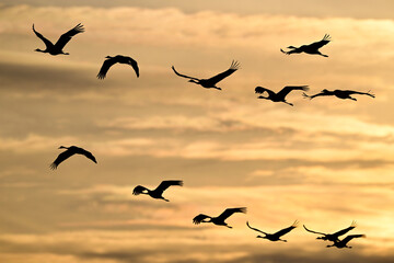 Rastende Kraniche (Grus grus) bei Sonnenuntergang, Diepholzer Moorniederung, Deutschland © bennytrapp