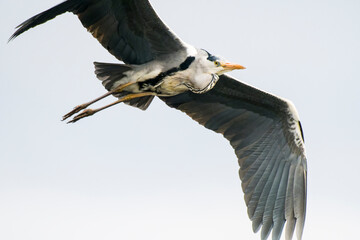 Graureiher im Flug