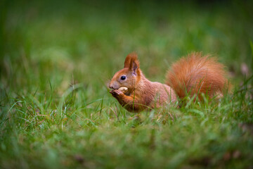red squirrel in a meadow with a nut