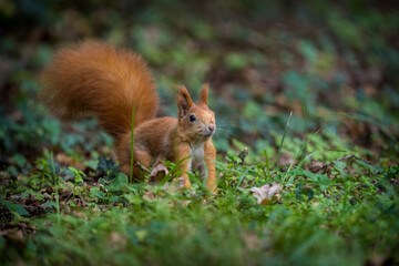 red squirrel in the meadow