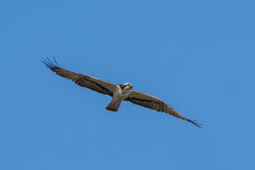 Osprey in flight