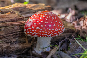 Amanita muscaria in the forest