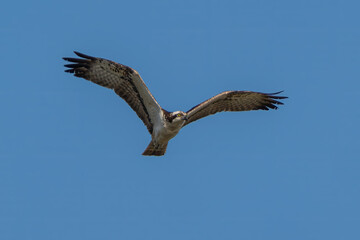 Osprey in flight