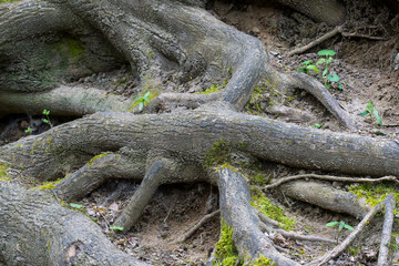 Wurzeln alter Bäume im Wald