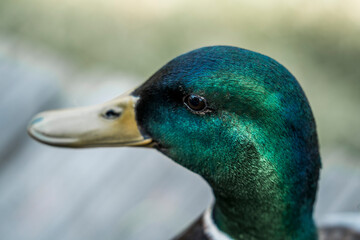 beautiful male duck feather close up animal avian