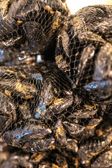 A net filled with freshly caught shellfish, showcasing the interplay of shadows and light on their surfaces.