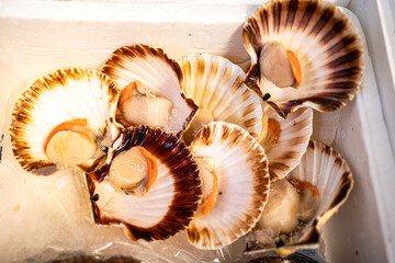 Opened shellfish reveal their delicate flesh, ideal for use in menus or food blogs focused on fresh seafood dishes.