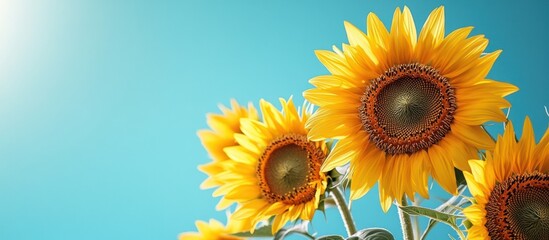 Obraz premium Close-up of yellow sunflowers against a blue sky.