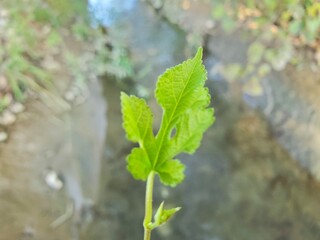 leaves on a branch