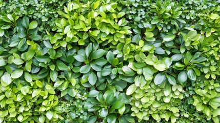 Obraz premium Green Wall, Vertical Garden of Lush Plants. Living Wall, Eco-Friendly Concept, Urban Greenery.