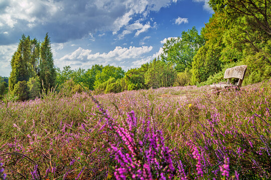 Idyllic place with park bench in the flowering heath near Schneverdingen at Lower Saxony, Germany