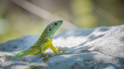 European green lizard - Lacerta viridis