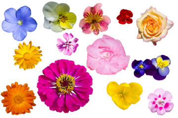 Flores variadas de colores