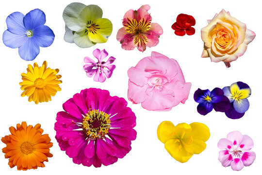 Fototapeta Flores variadas de colores