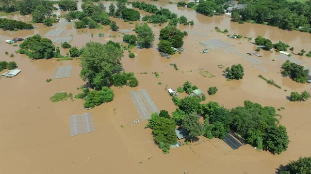 Flooding destroys roses and other flowers farm zone in Chiang Mai Thailand.