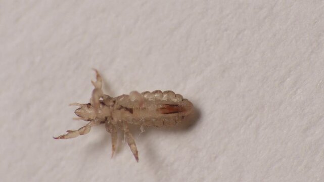 a close-up of a small, lice  insect, likely a louse, with many legs on a textured surface. Pediculus humanus