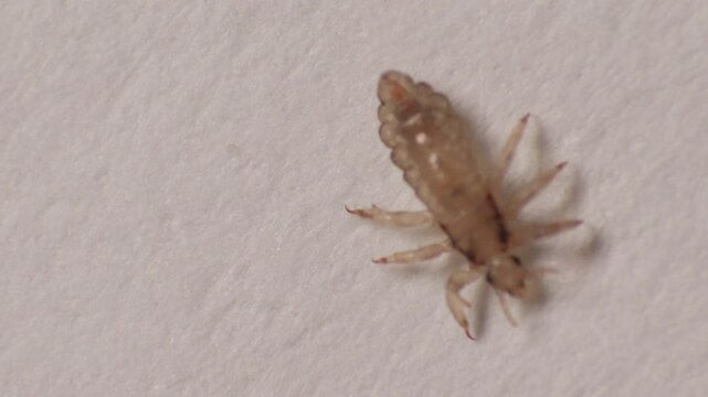 Pediculus humanus (lice), with many legs on a textured surface, pointing to pediculosis.