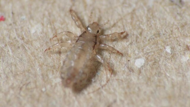 Pediculus humanus, with multiple legs on a textured background, suggesting pediculosis.