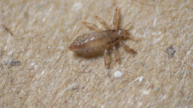 Pediculus humanus, with numerous legs on a textured background, indicating pediculosis. lice