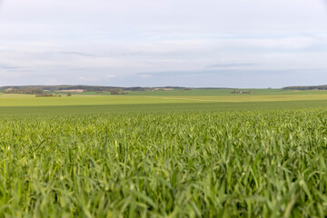 green wheat in cloudy weather in spring