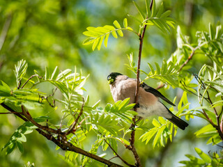 A female bullfinch on the branches of a mountain ash tree takes food in summer