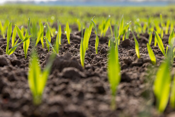 green sprouts of frost-resistant wheat, close-up