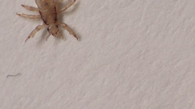 a small, brownish insect,   Pediculus humanus (lice), with multiple legs on a textured surface, pointing to pediculosis.