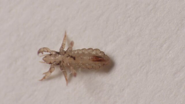 small, brownish louse, Pediculus humanus, with many legs on a textured background, suggesting pediculosis.