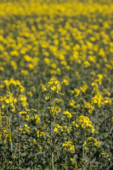 Obraz premium a monocultural field with rapeseed that begins to bloom