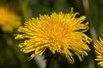 dandelions blooming in the green grass in spring