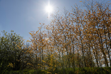 spring sunny weather with grass and trees in nature