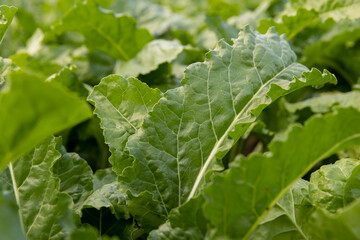 agricultural field with green beets