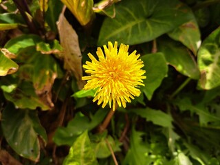 dandelion flower