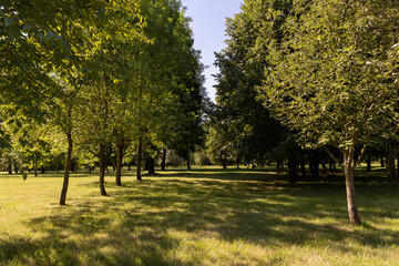 Naklejka premium different deciduous trees in a mixed park in summer