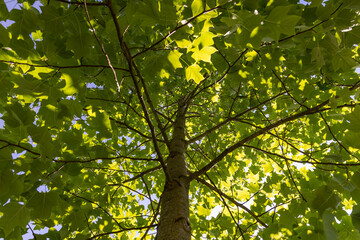 the beautiful foliage of the tulip tree in sunny weather