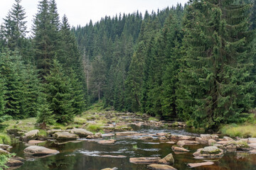 Coniferous trees against a mountain stream strewn with rocks on a cloudy summer day. Beautiful green background.