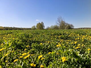 blooming yellow dandelions in the spring in the field