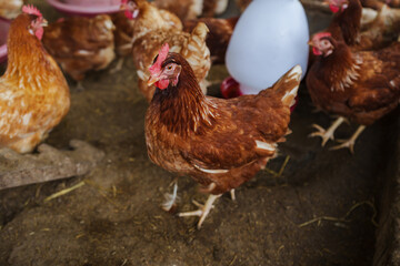 brown chicken or hen lay eggs in rural farm
