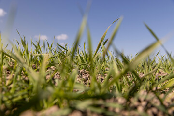 green wheat sprouts in a farmer's field