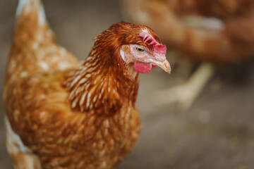 brown chicken or hen lay eggs in rural farm