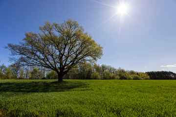 a tree growing in a field with green wheat